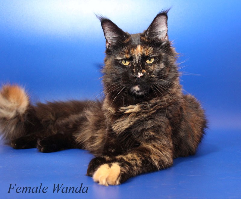 Кошка WANDA(Ванда)<br>Оставлена в Питомнике.